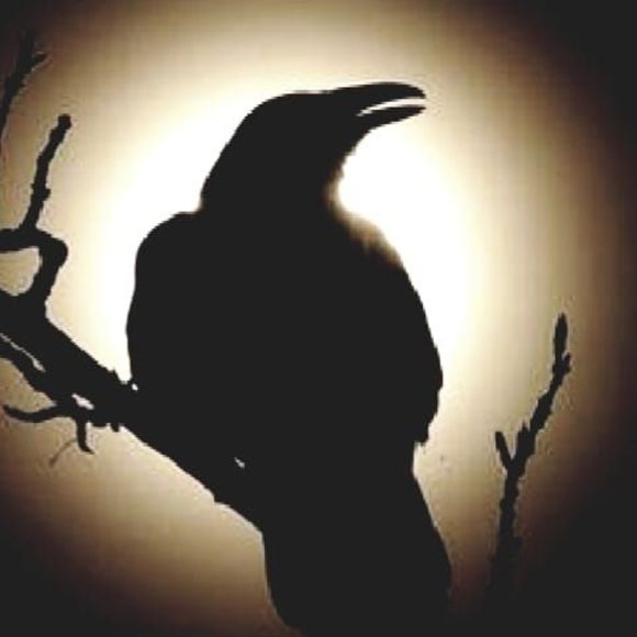 Meet your Posher, Diana - Picture 1 of 1